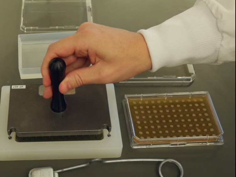 Efficient Sporulation of Saccharomyces cerevisiae in a 96 Multiwell Format