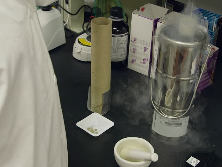 Using Capillary Electrophoresis to Quantify Organic Acids from Plant Tissue: A Test Case Examining Coffea arabica Seeds