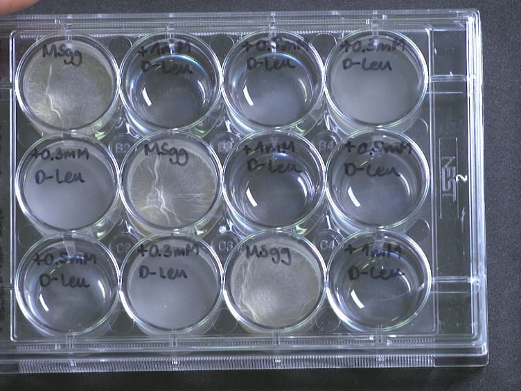 Methodologies for Studying <em>B. subtilis</em> Biofilms as a Model for Characterizing Small Molecule Biofilm Inhibitors