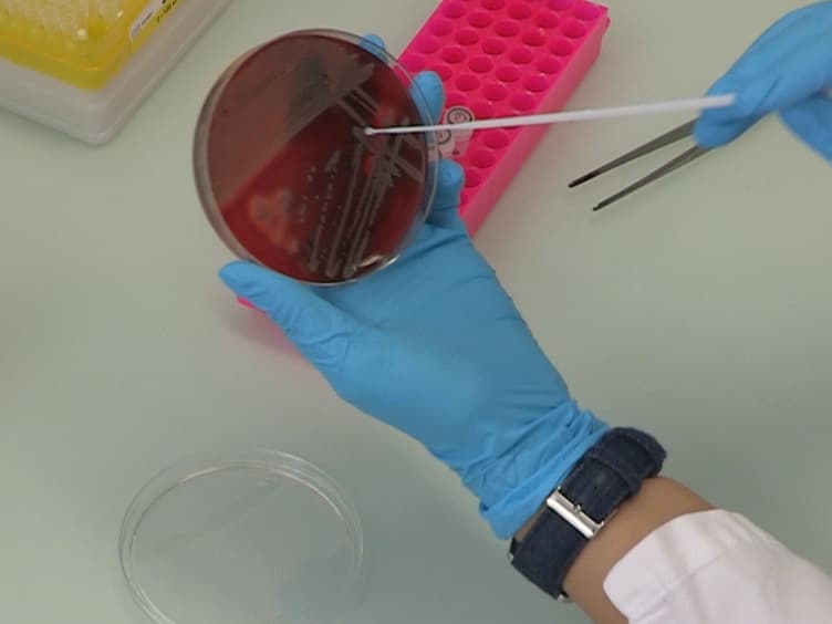 Genotyping of <em>Staphylococcus aureus</em> by Ribosomal Spacer PCR (RS-PCR)
