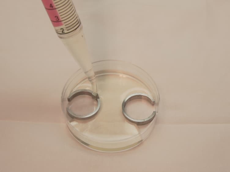 A Submerged Filter Paper Sandwich for Long-term Ex Ovo Time-lapse Imaging of Early Chick Embryos