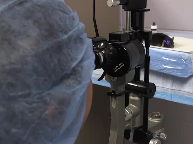 A Simple Mechanical Procedure to Create Limbal Stem Cell Deficiency in Mouse