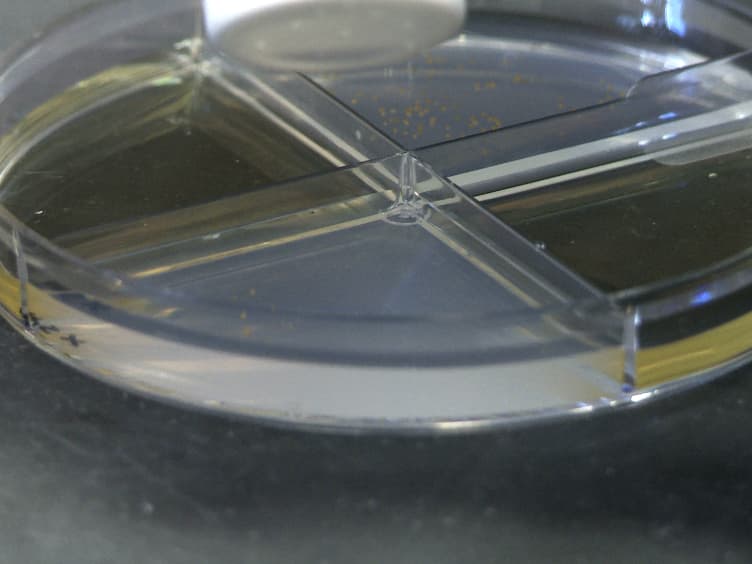 Utilizing the Ethylene-releasing Compound, 2-Chloroethylphosphonic Acid, as a Tool to Study Ethylene Response in Bacteria