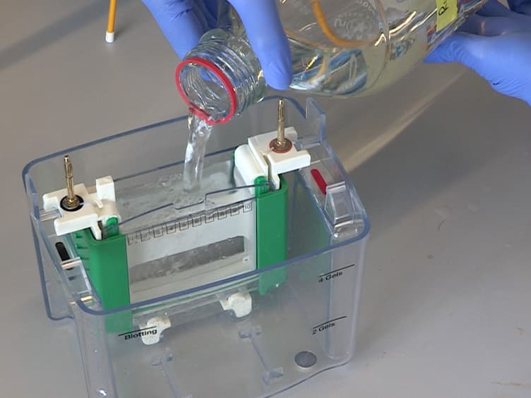Characterization of Multi-subunit Protein Complexes of Human MxA Using Non-denaturing Polyacrylamide Gel-electrophoresis