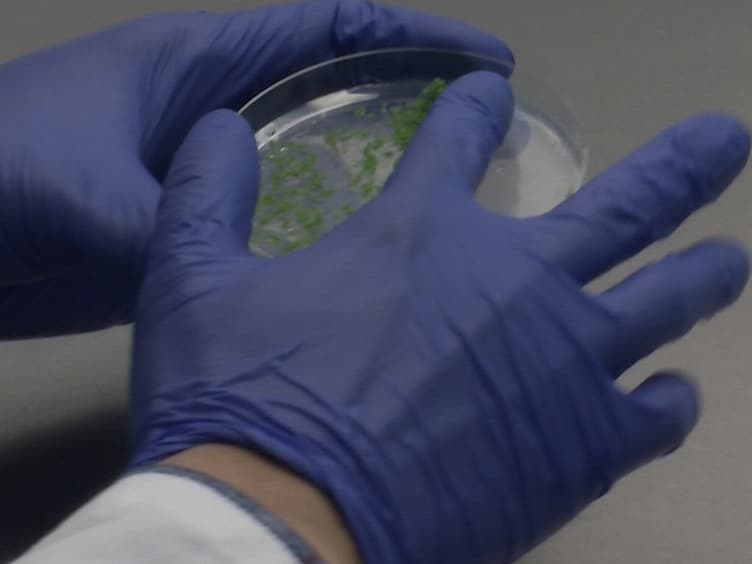 Analysis of Protein Import into Chloroplasts Isolated from Stressed Plants