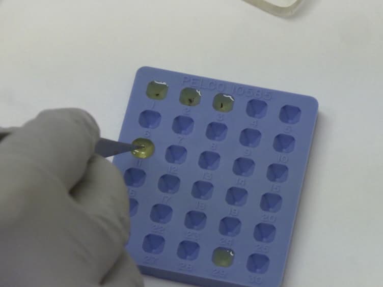 An Alternative Approach for Sample Preparation with Low Cell Number for TEM Analysis