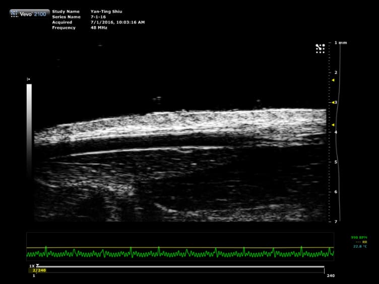 Ultrasound Assessment of Flow-Mediated Dilation of the Brachial and Superficial Femoral Arteries in Rats