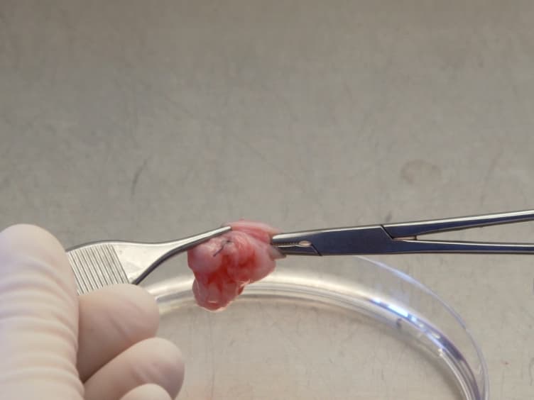 Isolation and Culture of Primary Endothelial Cells from Canine Arteries and Veins