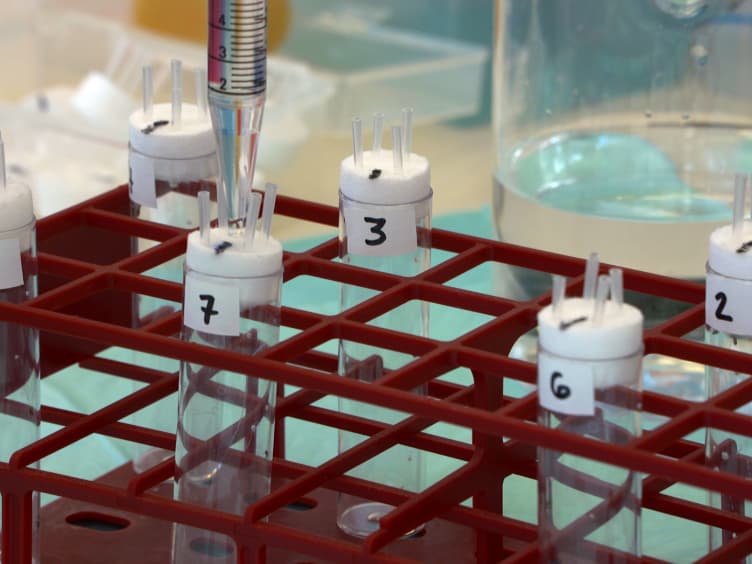A Simple Way to Measure Alterations in Reward-seeking Behavior Using Drosophila melanogaster