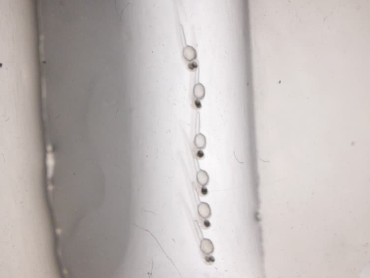 Testing the Vascular Invasive Ability of Cancer Cells in Zebrafish Danio Rerio