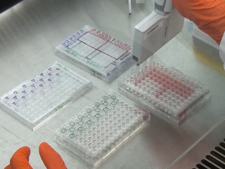 <em>In Vitro</em> Differentiation of Human CD4<sup>+</sup>FOXP3<sup>+</sup> Induced Regulatory T Cells (iTregs) from Naïve CD4<sup>+</sup> T Cells Using a TGF-β-containing Protocol