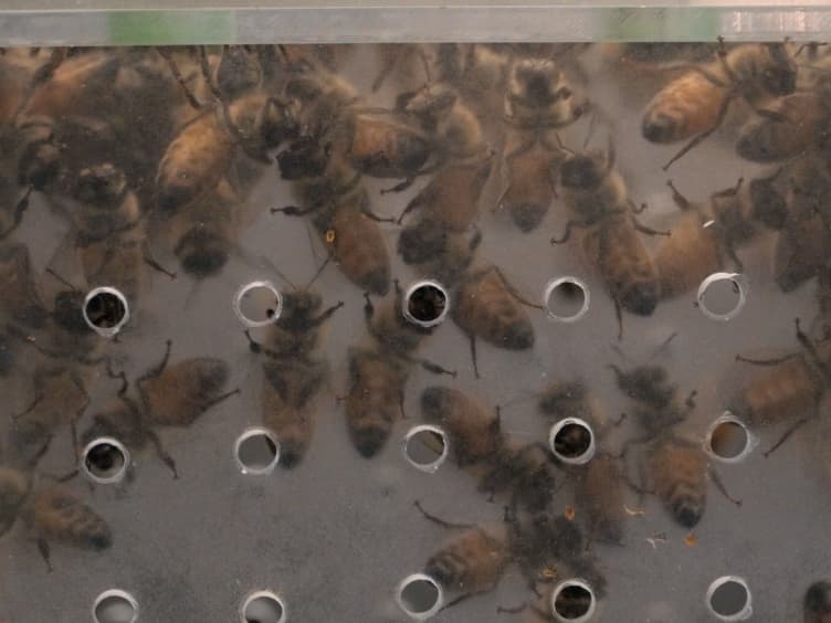 Dissection and Observation of Honey Bee Dorsal Vessel for Studies of Cardiac Function