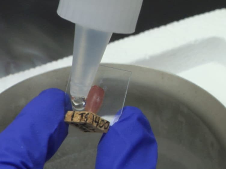 Cryosectioning of Contiguous Regions of a Single Mouse Skeletal Muscle for Gene Expression and Histological Analyses