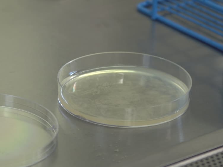 Use of the Soft-agar Overlay Technique to Screen for Bacterially Produced Inhibitory Compounds