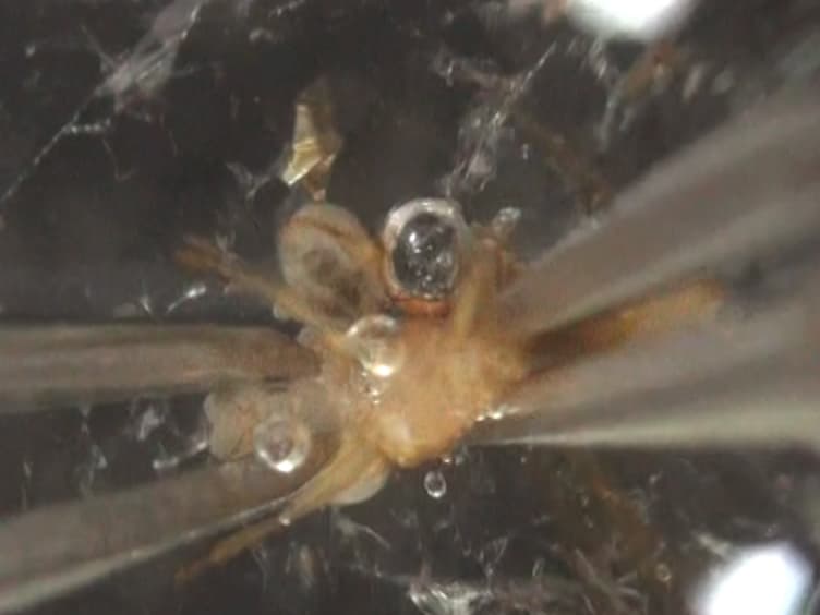 A Simple One-step Dissection Protocol for Whole-mount Preparation of Adult Drosophila Brains