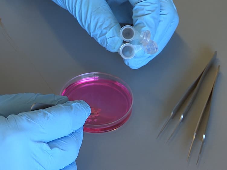 Effective Isolation of Functional Islets from Neonatal Mouse Pancreas