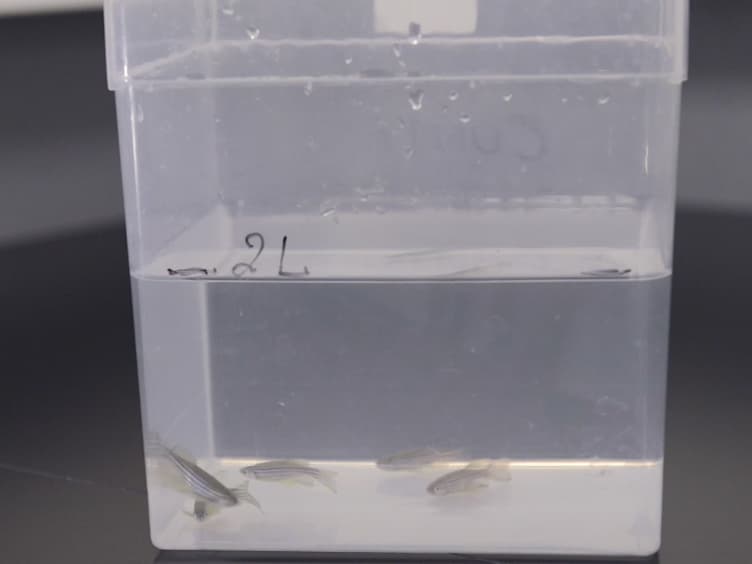 Acute and Chronic Models of Hyperglycemia in Zebrafish: A Method to Assess the Impact of Hyperglycemia on Neurogenesis and the Biodistribution of Radiolabeled Molecules