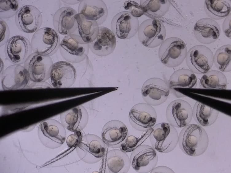 Using Zebrafish Models of Human Influenza A Virus Infections to Screen Antiviral Drugs and Characterize Host Immune Cell Responses