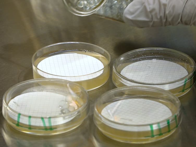Rapid Deletion Production in Fungi via <em>Agrobacterium</em> Mediated Transformation of OSCAR Deletion Constructs