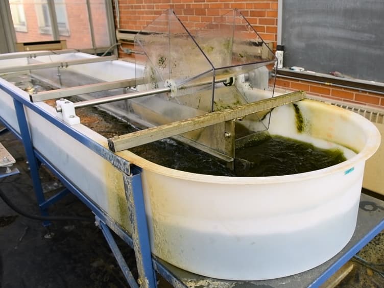 Comparison of Scale in a Photosynthetic Reactor System for Algal Remediation of Wastewater