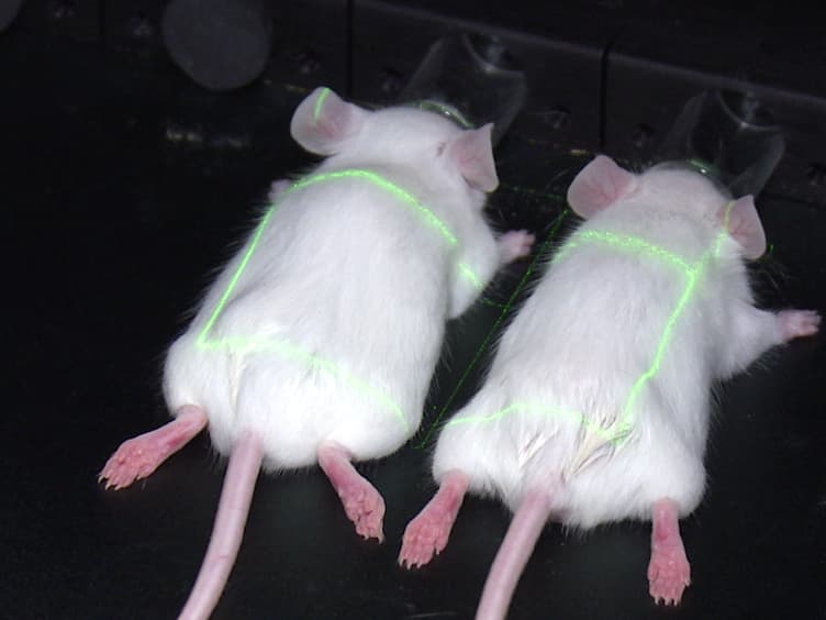 Bioluminescence and Near-infrared Imaging of Optic Neuritis and Brain Inflammation in the EAE Model of Multiple Sclerosis in Mice