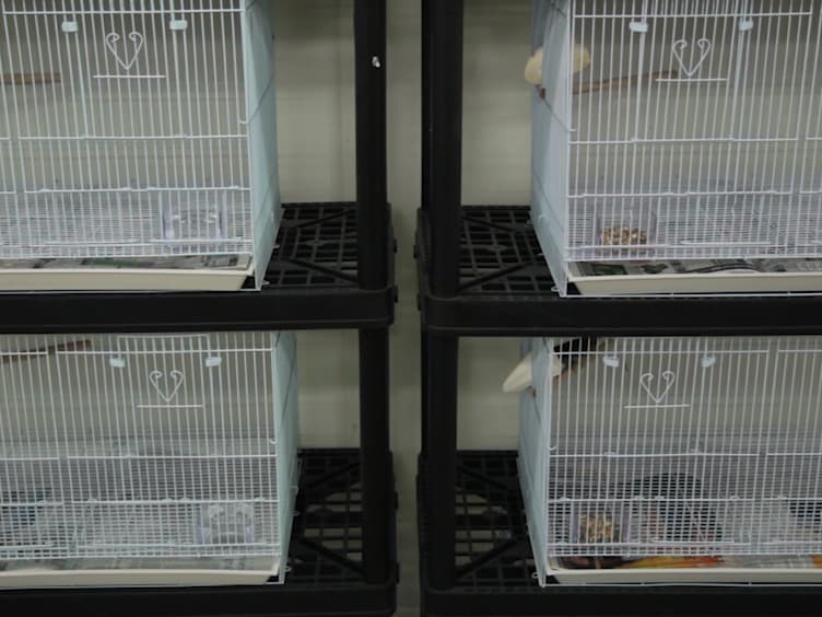 Avian Semen Collection by Cloacal Massage and Isolation of DNA from Sperm
