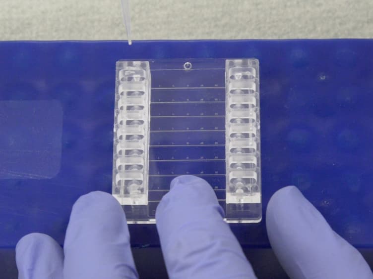 A Microfluidic Flow Chamber Model for Platelet Transfusion and Hemostasis Measures Platelet Deposition and Fibrin Formation in Real-time