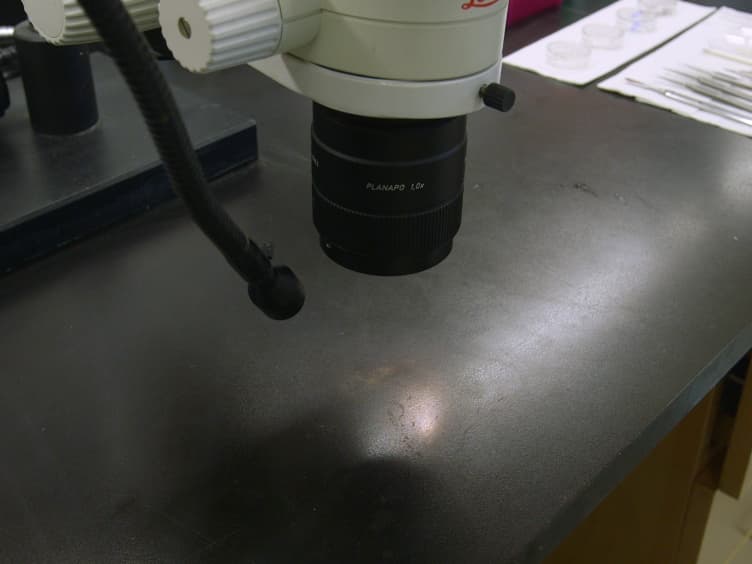 Physiological Preparation of Hair Cells from the Sacculus of the American Bullfrog (<em>Rana catesbeiana</em>)