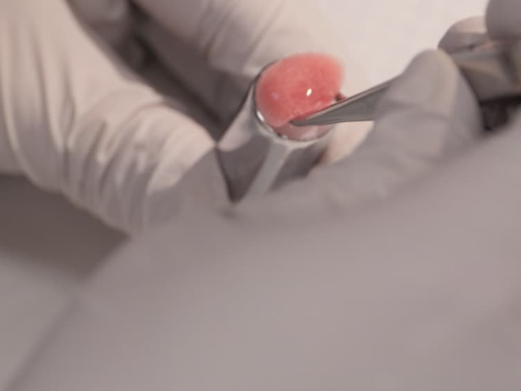 Precision-cut Mouse Lung Slices to Visualize Live Pulmonary Dendritic Cells