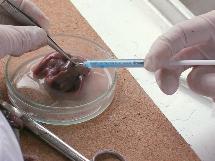 Using a Whole-mount Immunohistochemical Method to Study the Innervation of the Biliary Tract in Suncus murinus