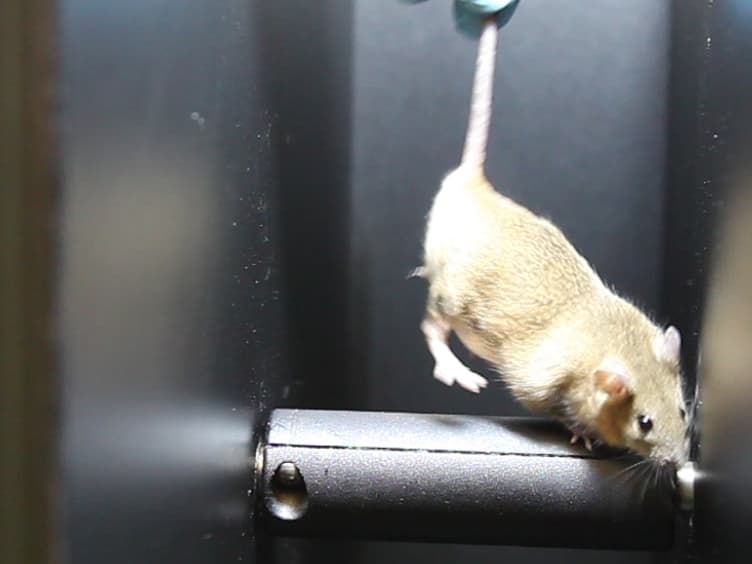 Battery of Behavioral Tests Assessing General Locomotion, Muscular Strength, and Coordination in Mice