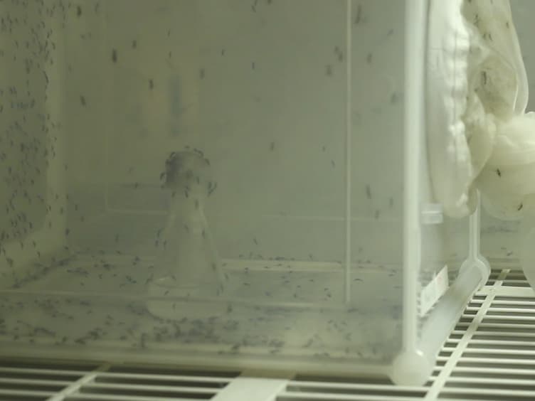 Fat Body Organ Culture System in <em>Aedes Aegypti</em>, a Vector of Zika Virus