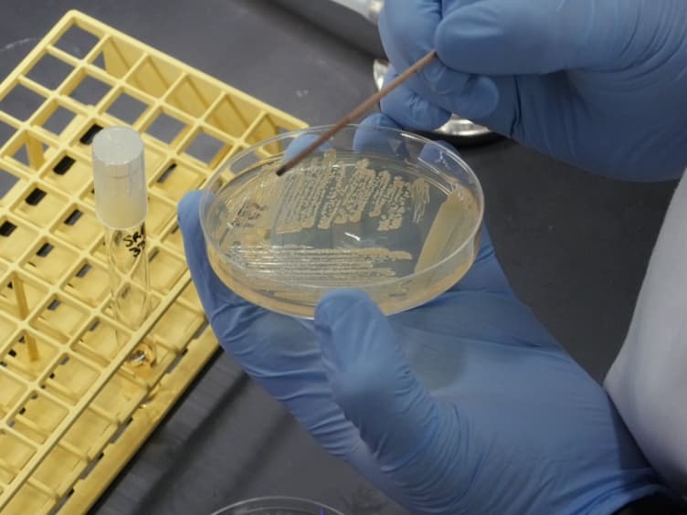 A Tandem Liquid Chromatography–Mass Spectrometry-based Approach for Metabolite Analysis of <em>Staphylococcus aureus</em>