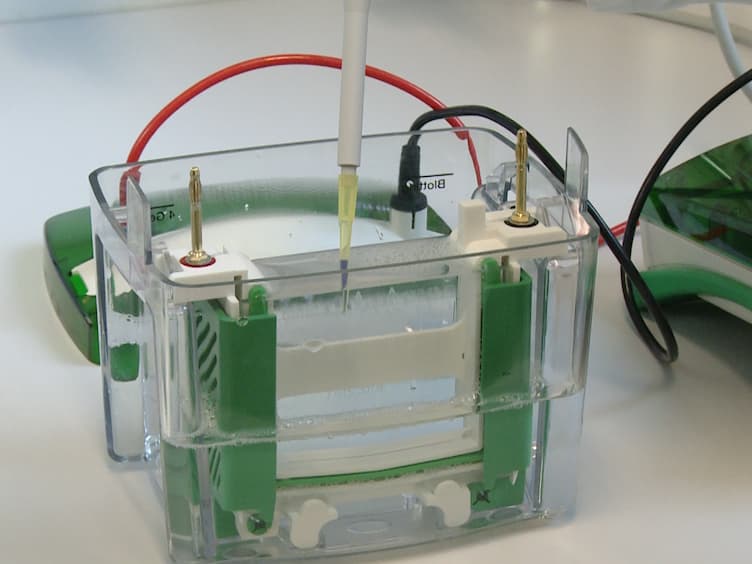 Lipid Droplet Isolation for Quantitative Mass Spectrometry Analysis