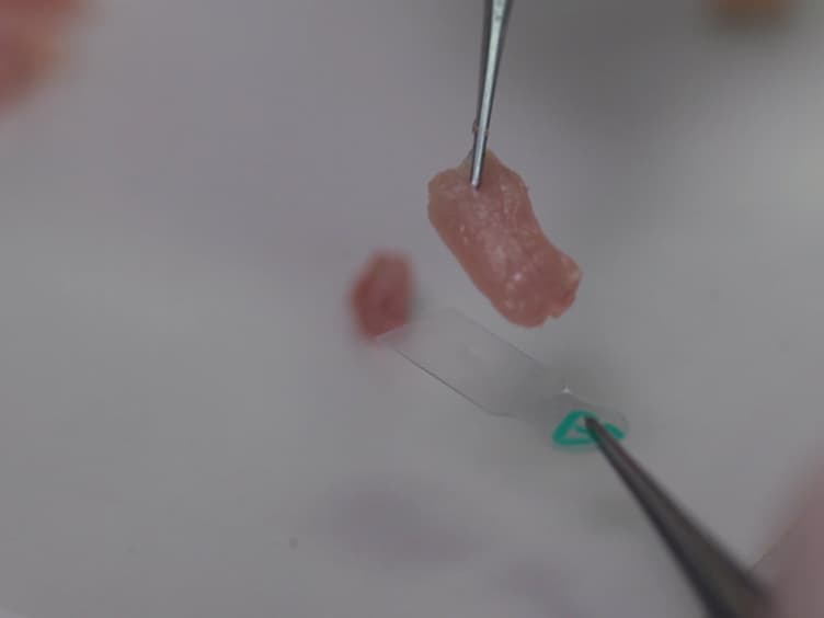 A Multi-hole Cryovial Eliminates Freezing Artifacts when Muscle Tissues are Directly Immersed in Liquid Nitrogen