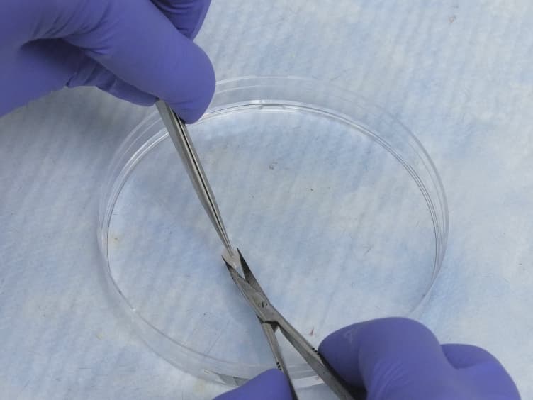Measurement of Basal and Forskolin-stimulated Lipolysis in Inguinal Adipose Fat Pads