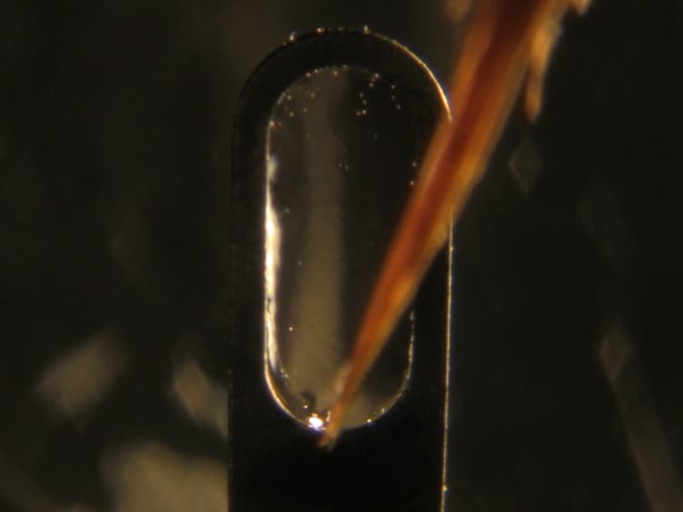 Light Sheet-based Fluorescence Microscopy of Living or Fixed and Stained <em>Tribolium castaneum</em> Embryos