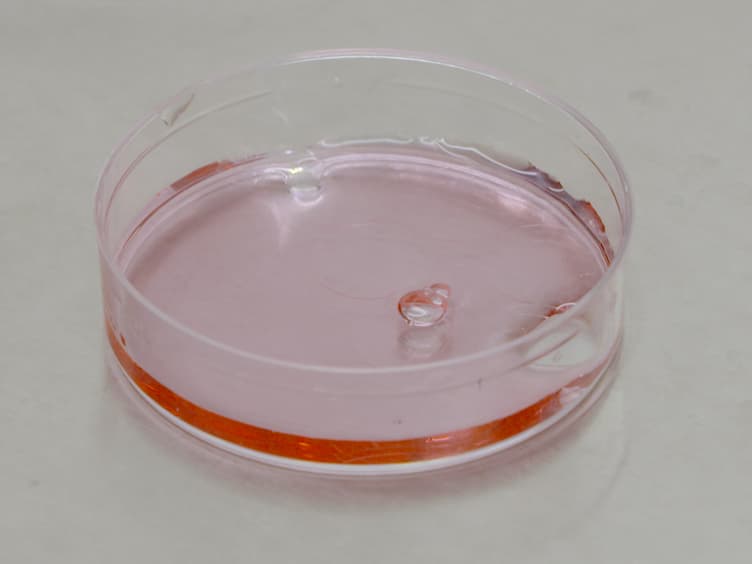 Assay to Measure Nucleocytoplasmic Transport in Real Time within Motor Neuron-like NSC-34 Cells
