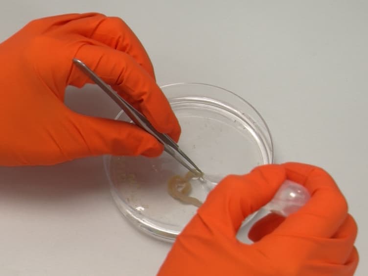 Mixed Primary Cultures of Murine Small Intestine Intended for the Study of Gut Hormone Secretion and Live Cell Imaging of Enteroendocrine Cells