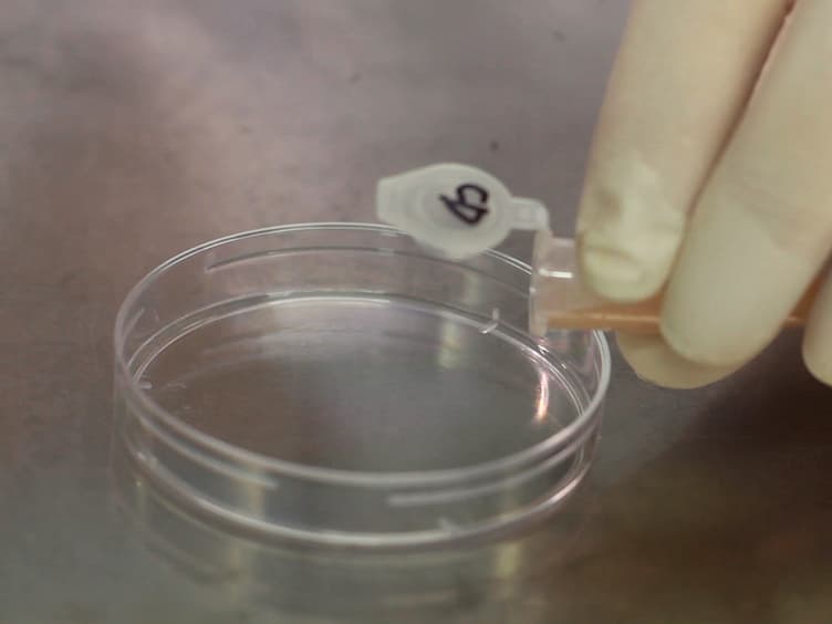 Whole-cell Patch-clamp Recordings of Isolated Primary Epithelial Cells from the Epididymis