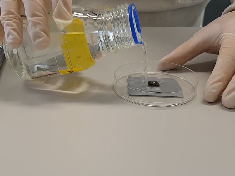 Purification of Biotinylated Cell Surface Proteins from <em>Rhipicephalus microplus</em> Epithelial Gut Cells