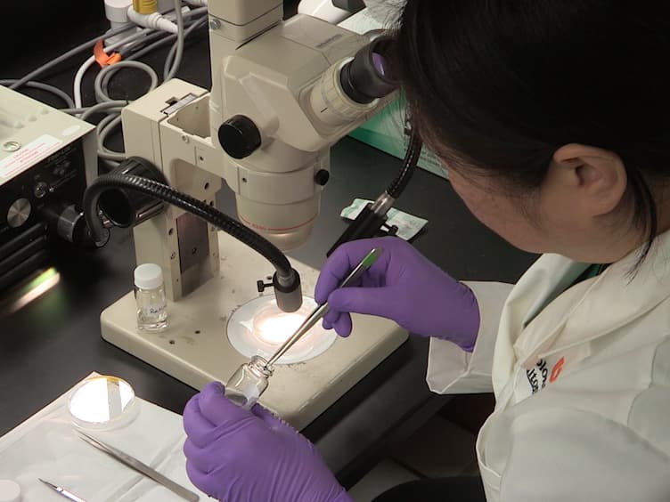 Isolation of Primary Murine Retinal Ganglion Cells RGCs by Flow Cytometry