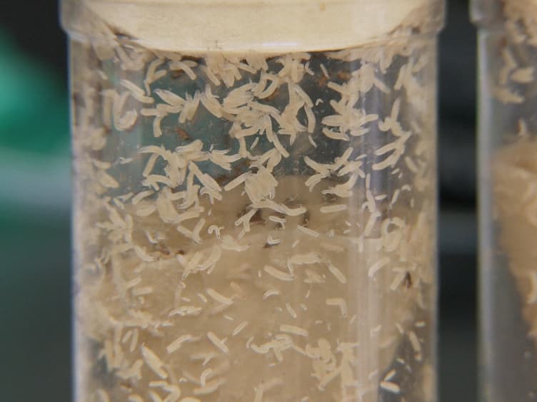 Drosophila Courtship Conditioning As a Measure of Learning and Memory