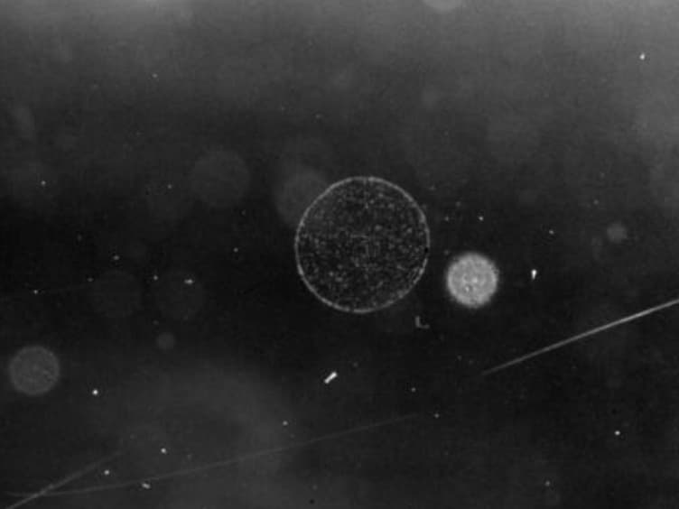 Induction of Cellular Differentiation and Single Cell Imaging of <em>Vibrio parahaemolyticus </em>Swimmer and Swarmer Cells