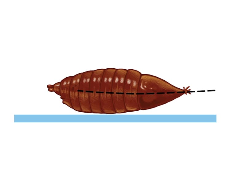 A Rapid and Efficient Method to Dissect Pupal Wings of Drosophila Suitable for Immunodetections or PCR Assays