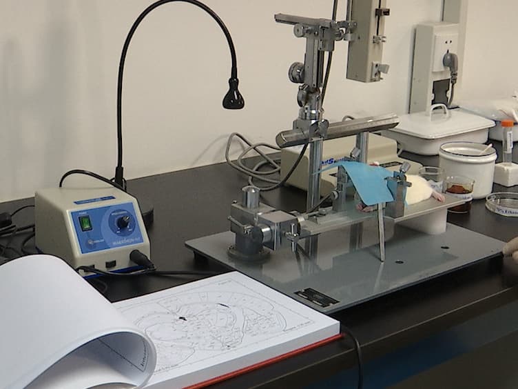 Improving the Application of High Molecular Weight Biotinylated Dextran Amine for Thalamocortical Projection Tracing in the Rat