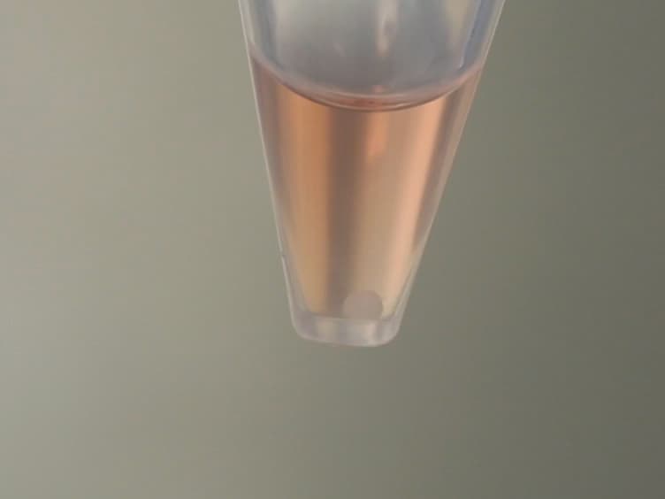 Chondrogenic Pellet Formation from Cord Blood-derived Induced Pluripotent Stem Cells