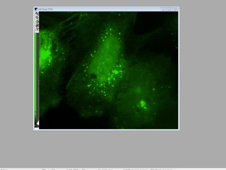 Quantitative Localization of a Golgi Protein by Imaging Its Center of Fluorescence Mass