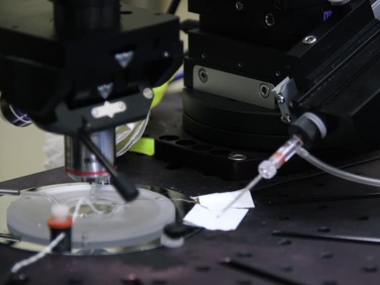 Application of Automated Image-guided Patch Clamp for the Study of Neurons in Brain Slices