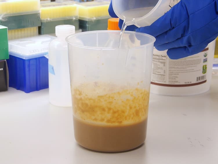 High Fat Diet Feeding and High Throughput Triacylglyceride Assay in <em>Drosophila Melanogaster</em>